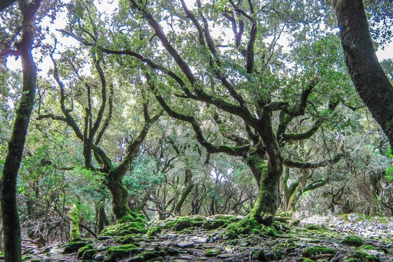 Ikaria’s ecosystem